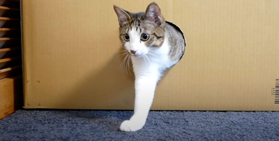 どんどん出てくる！話題の猫ちゃん無限生成機！？