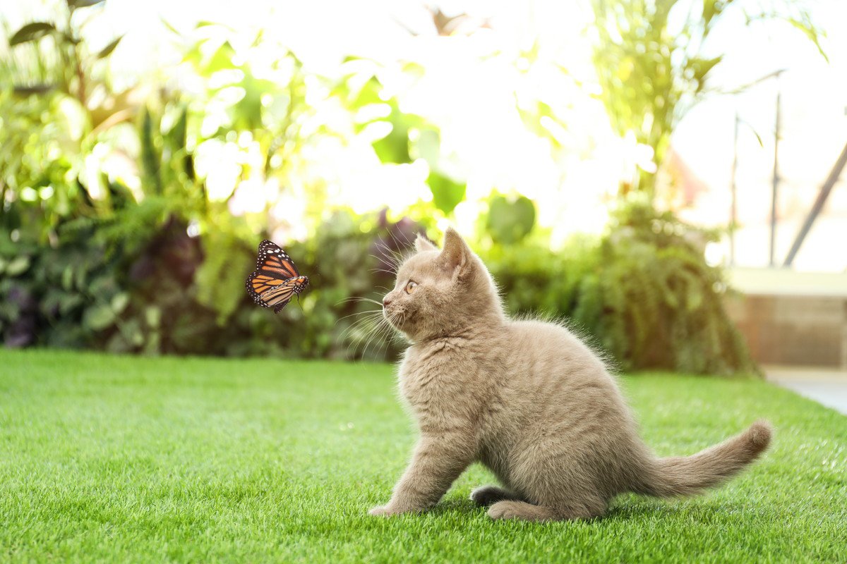 猫が食べてしまうと『危険な虫』4選とその理由　うっかり口にしたらどうしたらいい？