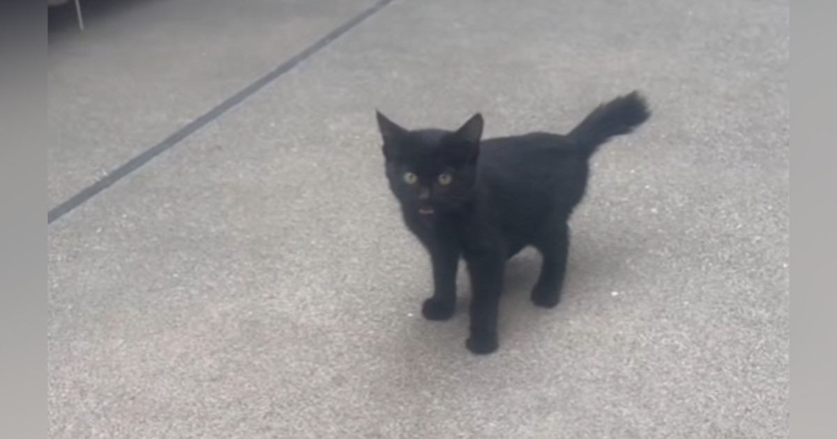 外でひとりぼっちだった黒猫と家の猫が"仲良く"なって…家の中に誘ってみた結果→泣ける光景が73万再生「優しさに涙が出た」「素敵すぎる」