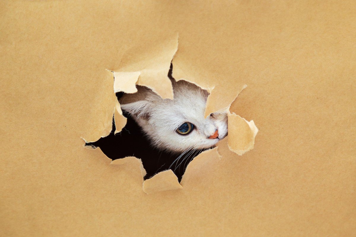 猫が『ダメなことをわざとやる』ときの気持ち3選　叱るだけではとめられないかも	