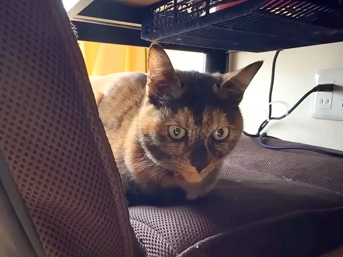 人見知りな２匹のネコ→家に点検の『業者さんが来る』と…愛おしすぎるリアクションに「個性がいいね」「帰った後かわいいｗ」と話題