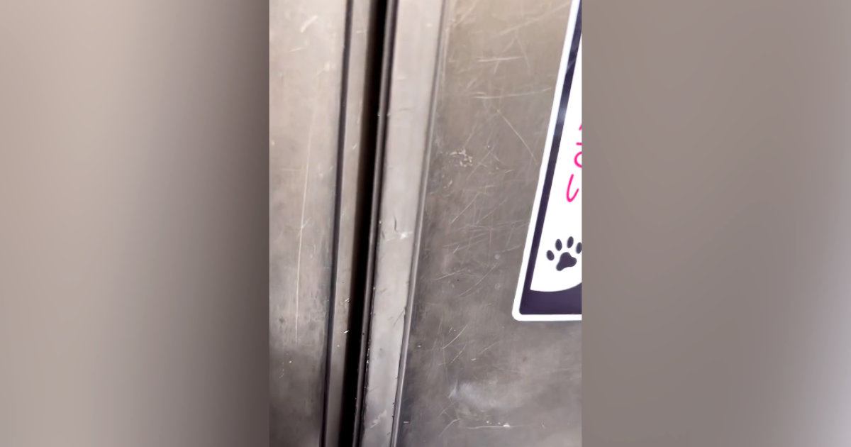 ドアに『猫がいます、ご注意ください』と書かれたステッカー…開けると？→想像を超える光景が606万再生「ビックリした」「まさかの場所ｗ」