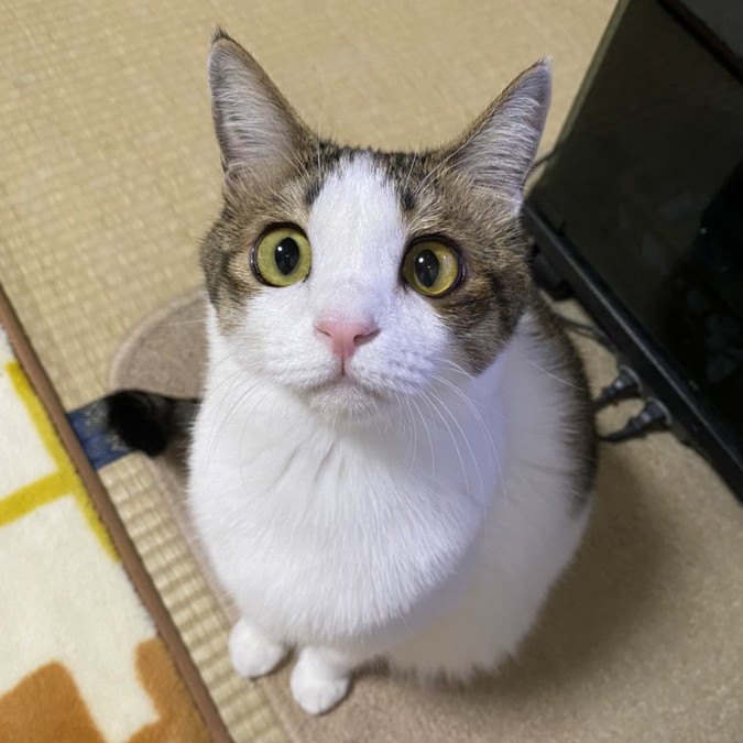 猫の運動不足解消に！年齢に合った『遊び方』と注意点３つ