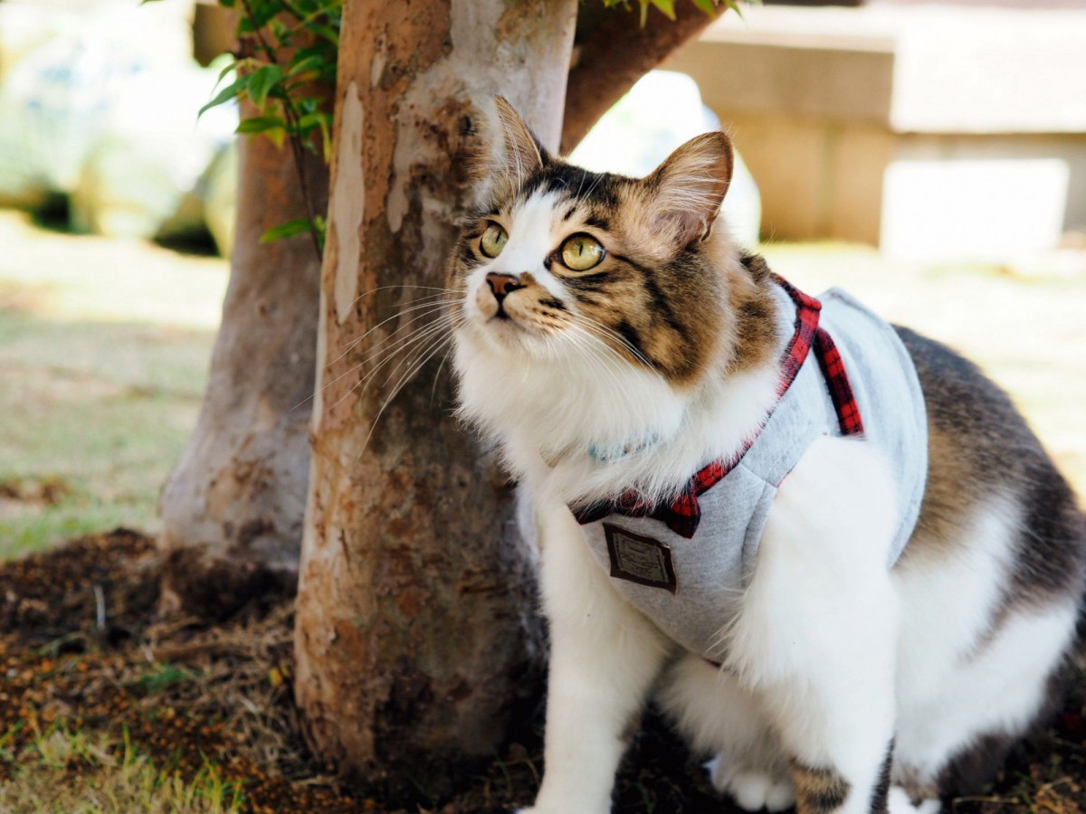 猫の爪の構造と自宅での爪切りのノウハウ６つ