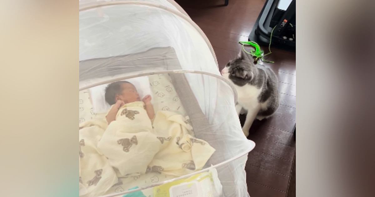 猫が『生まれたばかりの赤ちゃん』に近づかないよう『蚊帳』を設置した結果…『予想外の光景』が101万再生「頭がいいｗ」「笑ってしまった」