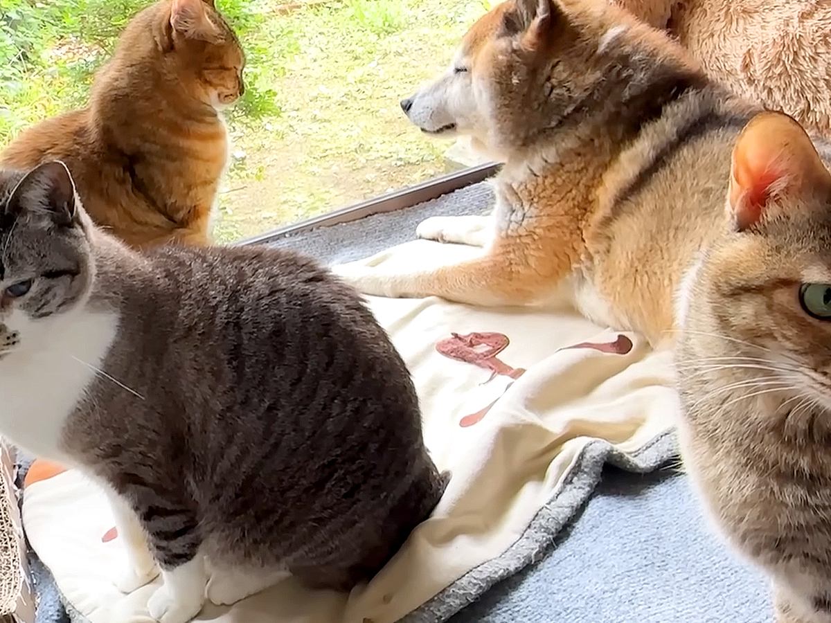 ８匹の猫たちが愛してやまない同居犬→移動すると、一斉に…可愛すぎる『まさかの行動』に「とっても優しい空間」「会議で場所決めてそう」