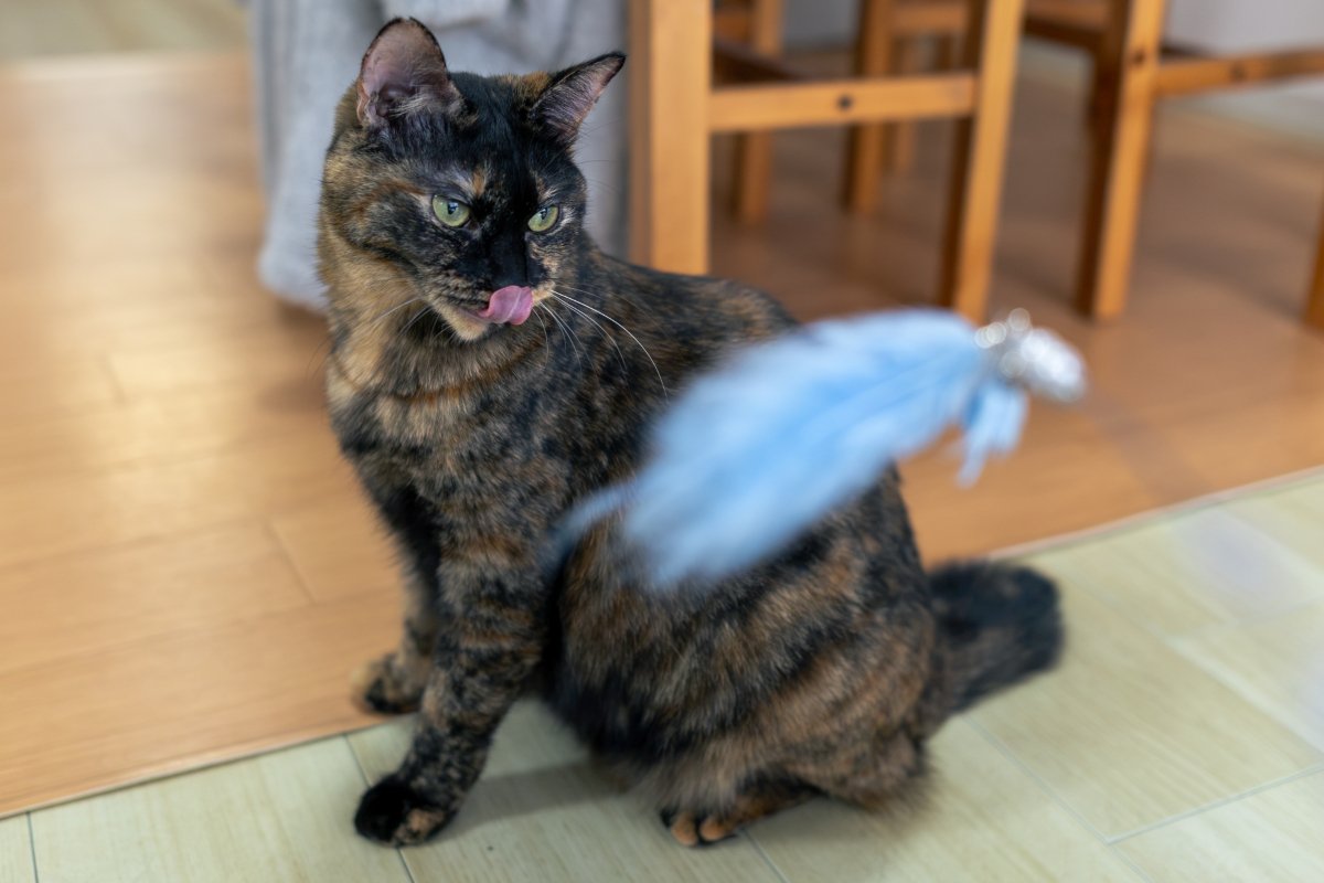 思わず見入る美しさを持つ『べっこう猫』の魅力5つ　縁起が良いとされるのはなぜ？サビ猫との違いも解説