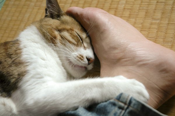 飼い猫は野生を捨てた？鈍感な猫あるある9選