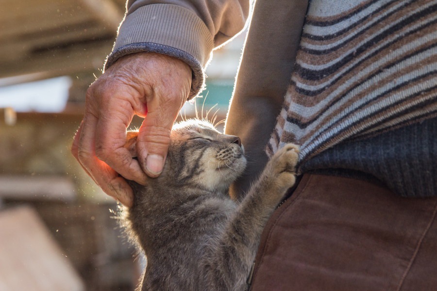 猫がストーカーしてついてくる！その可愛すぎる理由