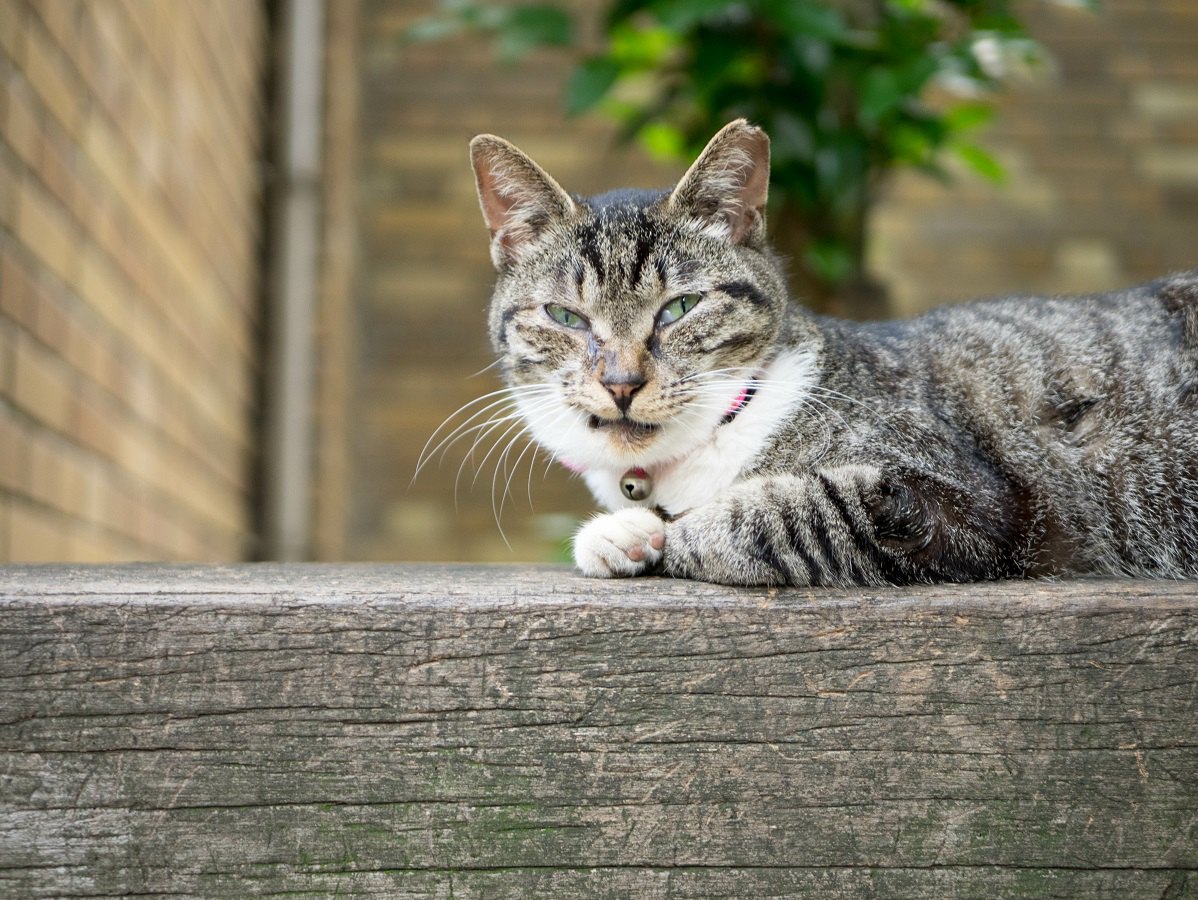 猫が嫌がることを繰り返すと起こる悲劇４つ