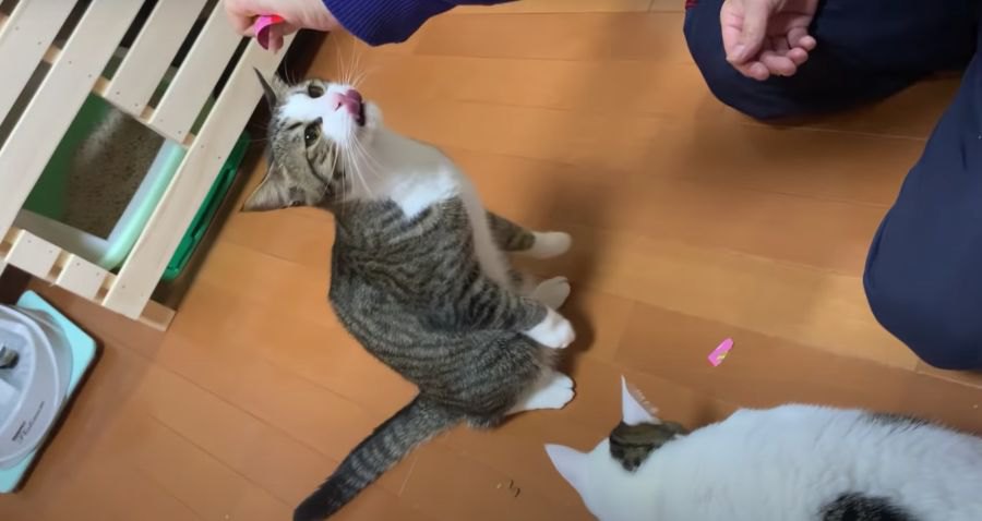 掛け声ひとつで立ち上がる猫ちゃんの直立する姿がかわいい♡