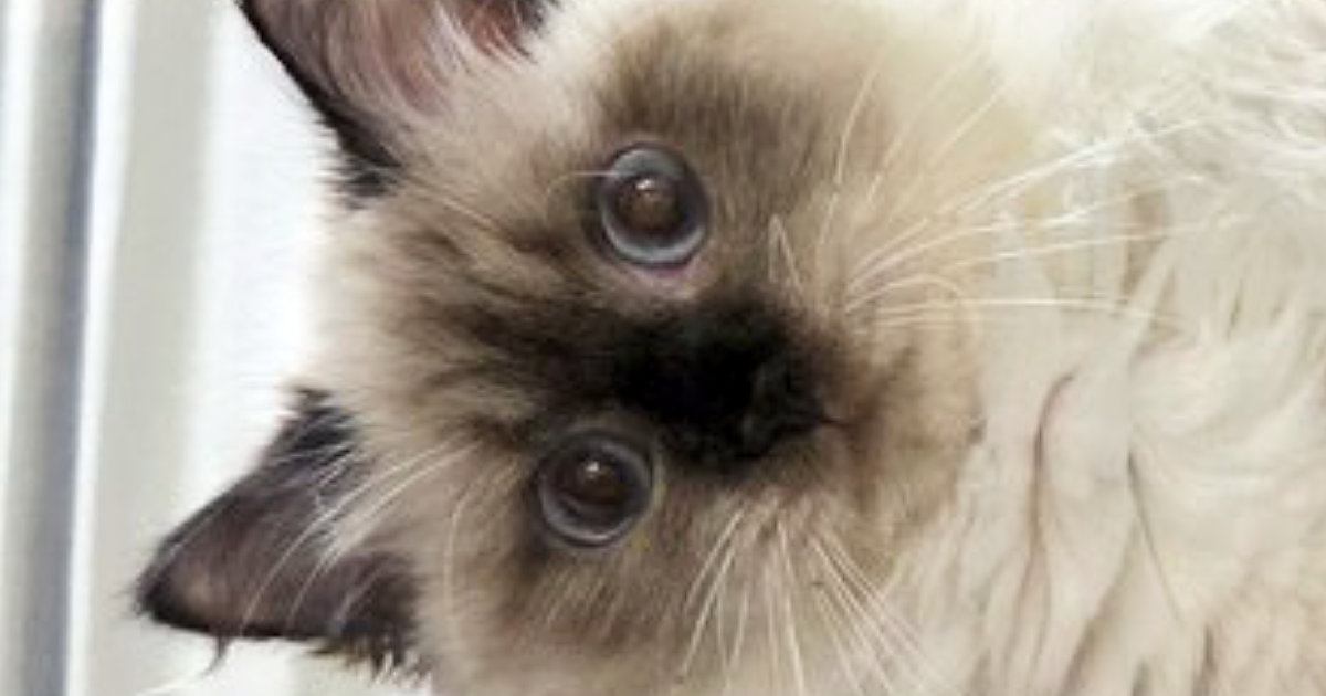 『ケージの上で寝ている猫』を見たら、ありえない体勢で…まさかの光景に２万いいね「筋肉がプルプルしそうｗ」「体幹がしっかりしてる」