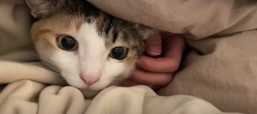 甘えモード！猫ちゃんの特大ゴロゴロ音♡