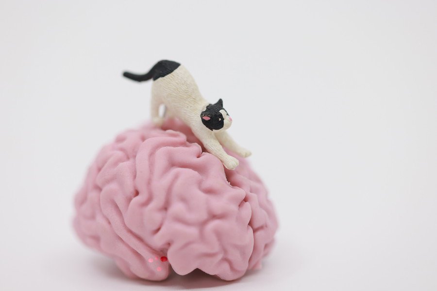 猫と人間のアルツハイマー病は「類似している」　双方の治療に役立つ発見になるか　英大学の研究