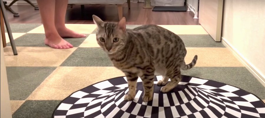 トリックアートで猫ちゃんも錯覚を起こす？検証してみた！