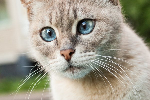 猫の鼻くその取り方。原因や注意したい病気