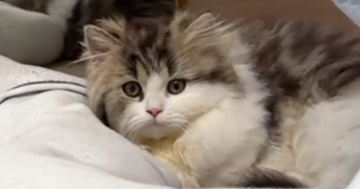 子猫が足元まで近づいてきて…可愛さを自覚しているとしか思えない『あざとすぎる行動』に「見せ方わかってる」「猫系彼女」と反響