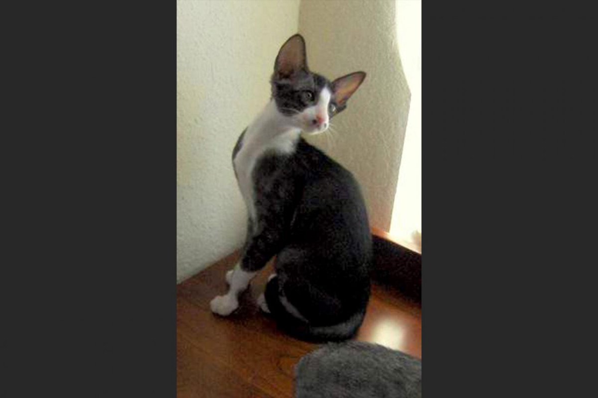 【獣医師監修】オリエンタルバイカラーってどんな猫？特徴や性格から飼う前の注意点・価格相場まで徹底解説