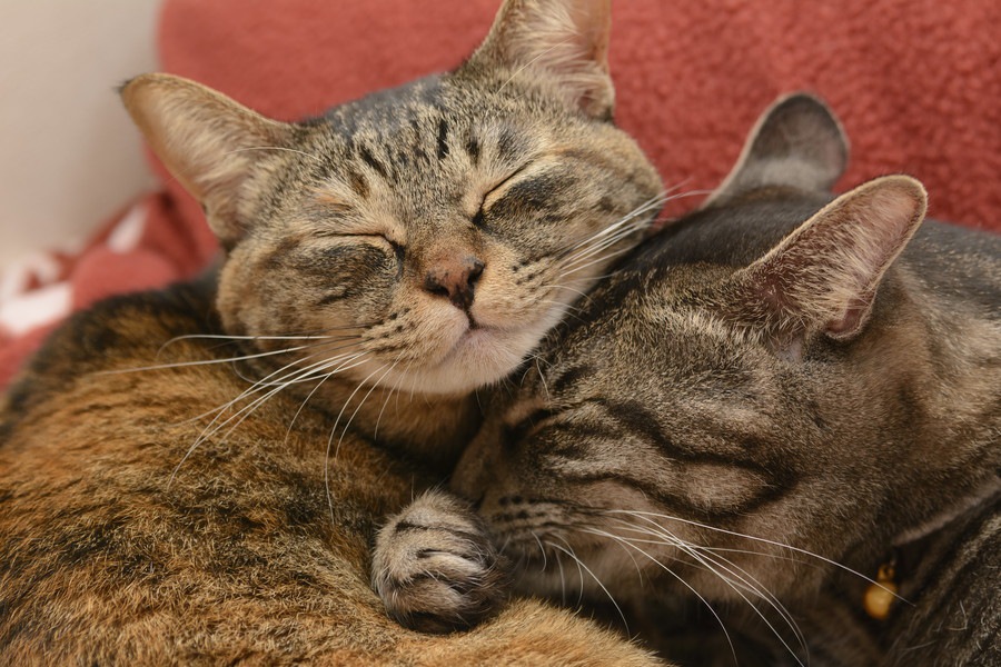 臆病で懐かなかった猫が引越しを期に変わった3つの事