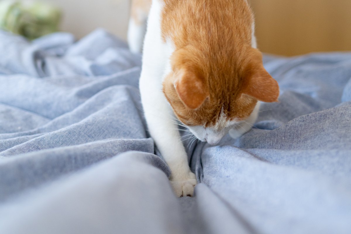 猫がつい『ホリホリしたくなる場所』3選　掘りたがる理由や隠された心理も解説
