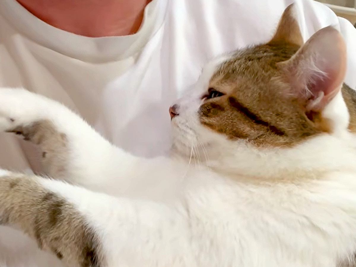 甘えん坊すぎるネコ→頭を撫でていたら、要求がエスカレートして…『まるで赤ちゃんのような様子』に「うっとりしとる」「可愛すぎ」と反響