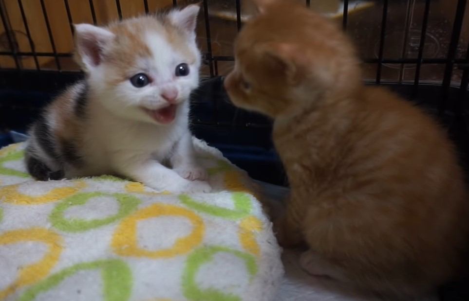 最初は怖がるもすぐに心を開く子猫たち 警戒心が解けたその姿に『まるでマジックを見せられてる気分』『ひたすらに可愛すぎ』