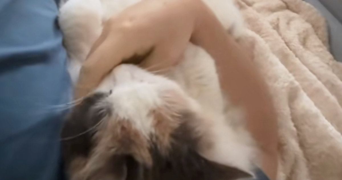 留守中に彼氏さんと『腕まくらで添い寝する猫』→まるでカップルのような仲良しぶりに…「うらやましい限り」「決定的瞬間を見たｗ」