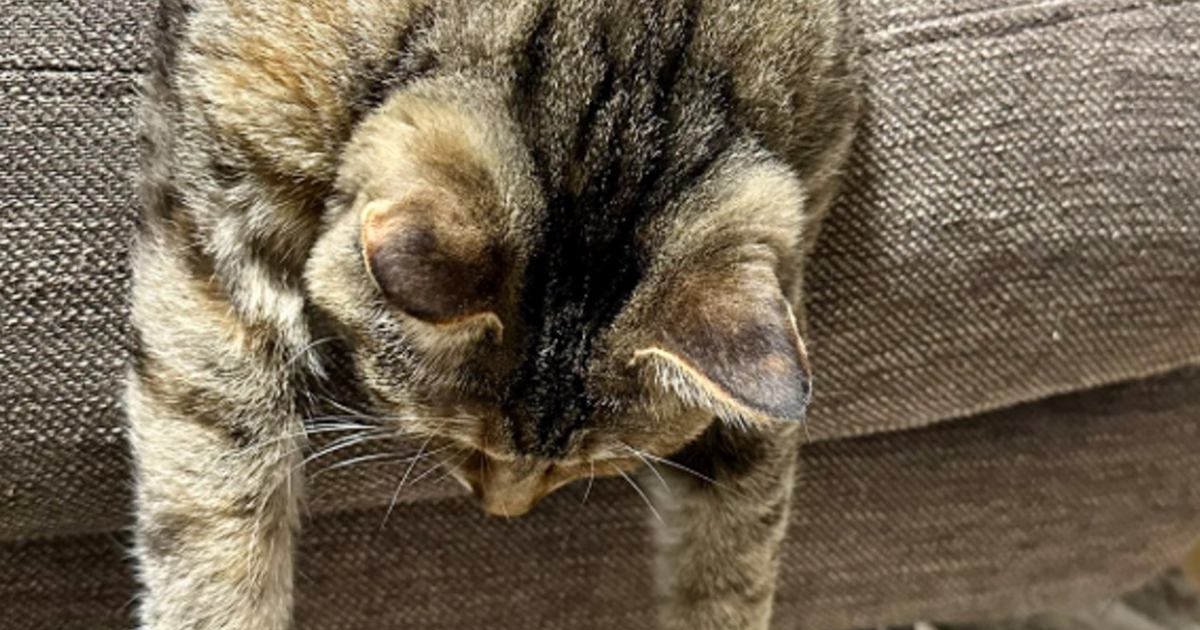 『ソファでくつろぐ猫』を見てみたら…あまりにも『やる気がなさそうな体勢』が笑っちゃうと116万表示「可愛すぎるｗ」「起きてたｗ」