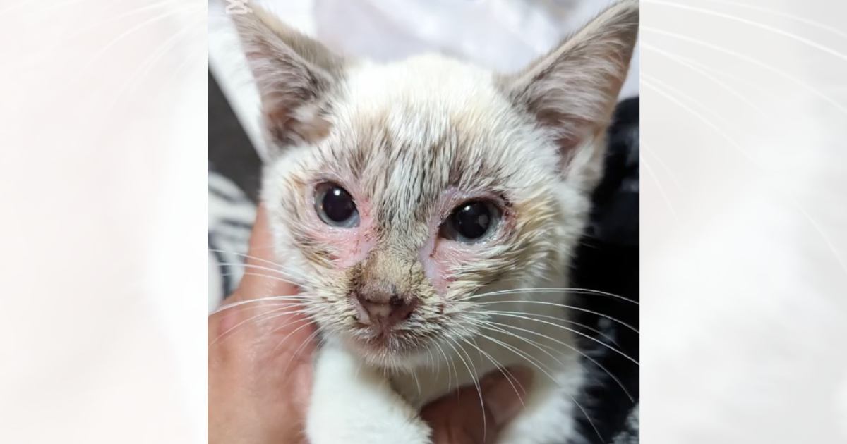 保護されたときは猫風邪がひどかったボロボロの子猫→１年が経過すると…思わず泣ける光景に反響「キレイな子」「ずっと元気でいてね」