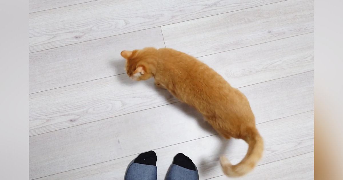 『撫でてほしい猫』→足元まで来ると…わかりやすすぎる『アピールの仕方』に6万いいね「チラ見が可愛すぎる」「表情がずるい」と悶絶の声