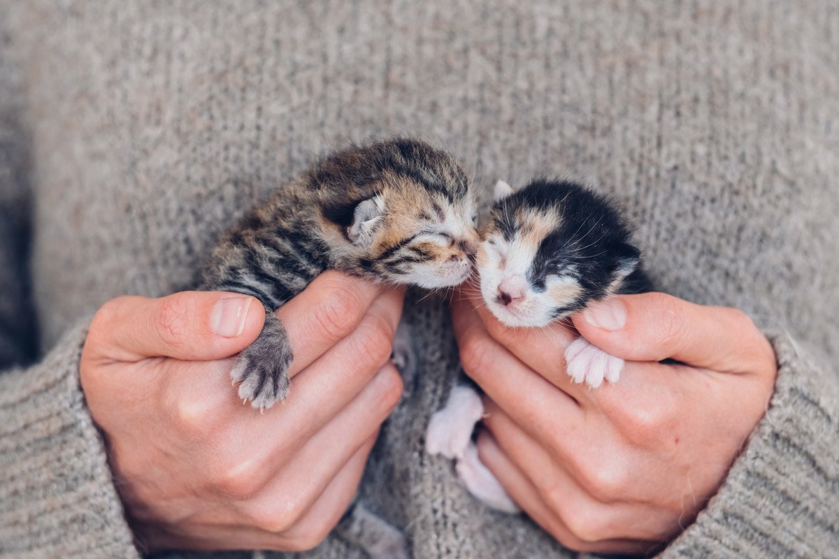 ちび猫ちゃん、いらっしゃい♡子猫の『お迎えから1歳まで』のやることリストと、ベストなタイミング