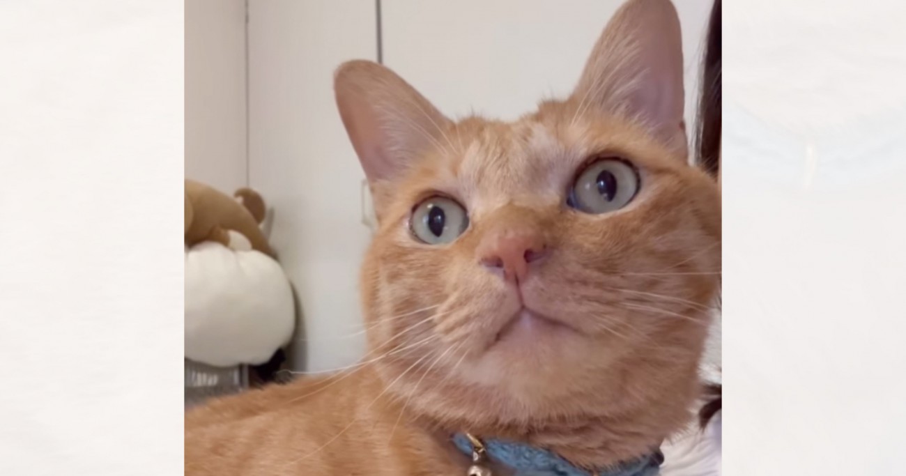 抱っこ大好きな猫のために『アイテム』を作成した結果…予想の斜め上すぎる完成品に「天才やんｗ」「布のおんぶ紐かと思いきやｗナイス」と大絶賛