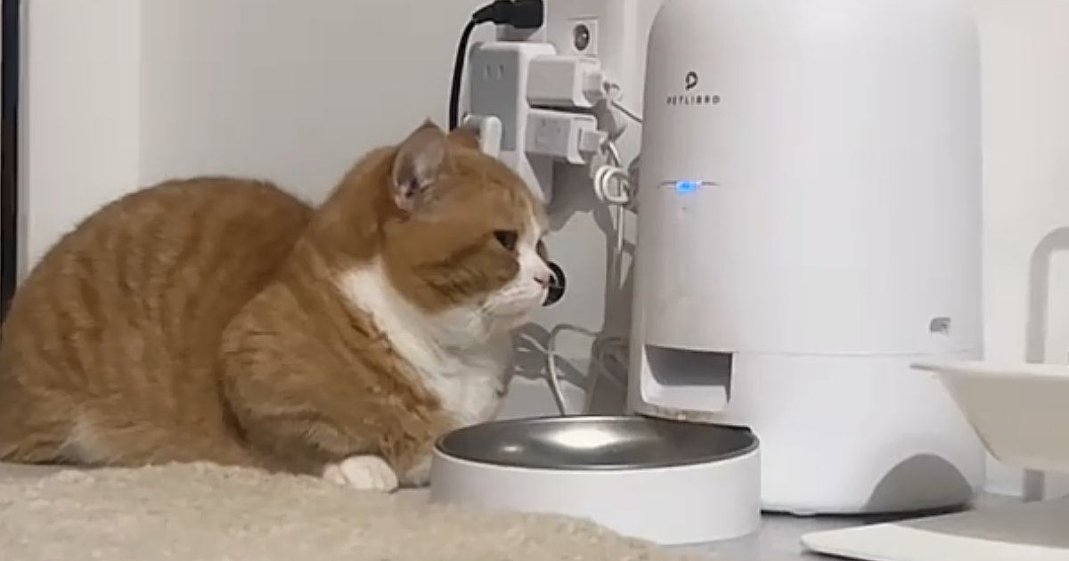 自動給餌器の前でスタンバイしていた猫…ごはんが出てきた瞬間の『まさかの行動』に「可愛くて辛い」「誰も取らないよｗ」と34万再生
