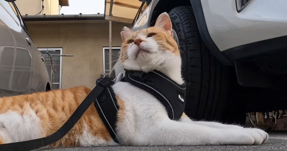 朝５時に目を覚ました元野良猫→日課の散歩に出かけると、大好きなおっちゃんを発見して…微笑ましい光景が126万再生「可愛すぎ」「癒された」