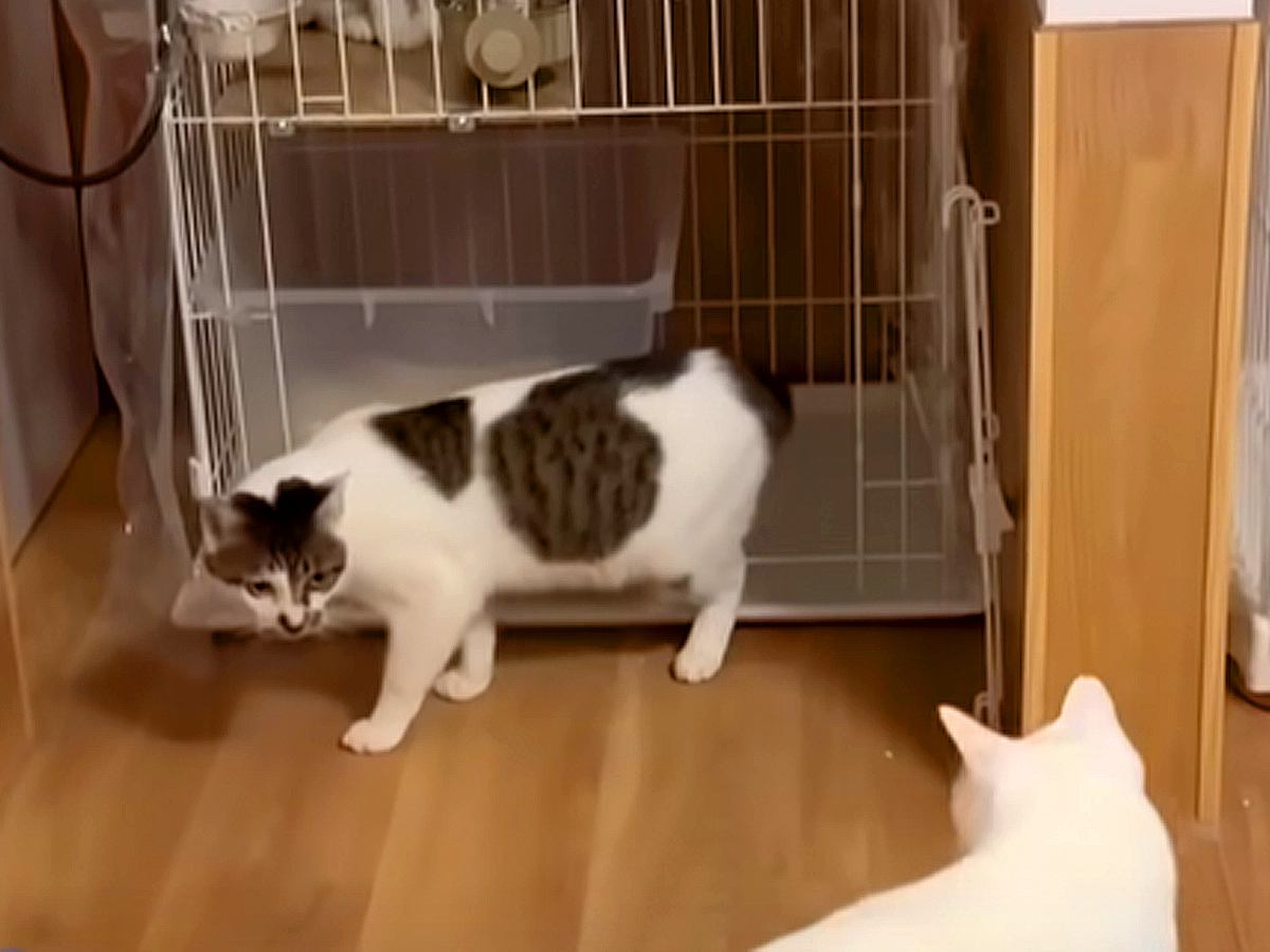 暴れまくる新入りに注意したボス猫→翌日から様子がおかしくなり…予想もつかなかった『まさかの結末』が13万再生「対応が素晴らしい」