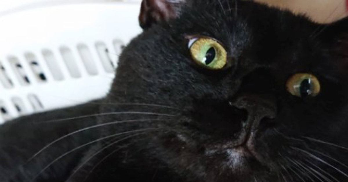 かごの縁にあごを乗せていた黒猫→『ほっぺ』を見ると……思わず触りたくなる『たまらない光景』に「ハムハムしたい」「笑みがこぼれた」の声