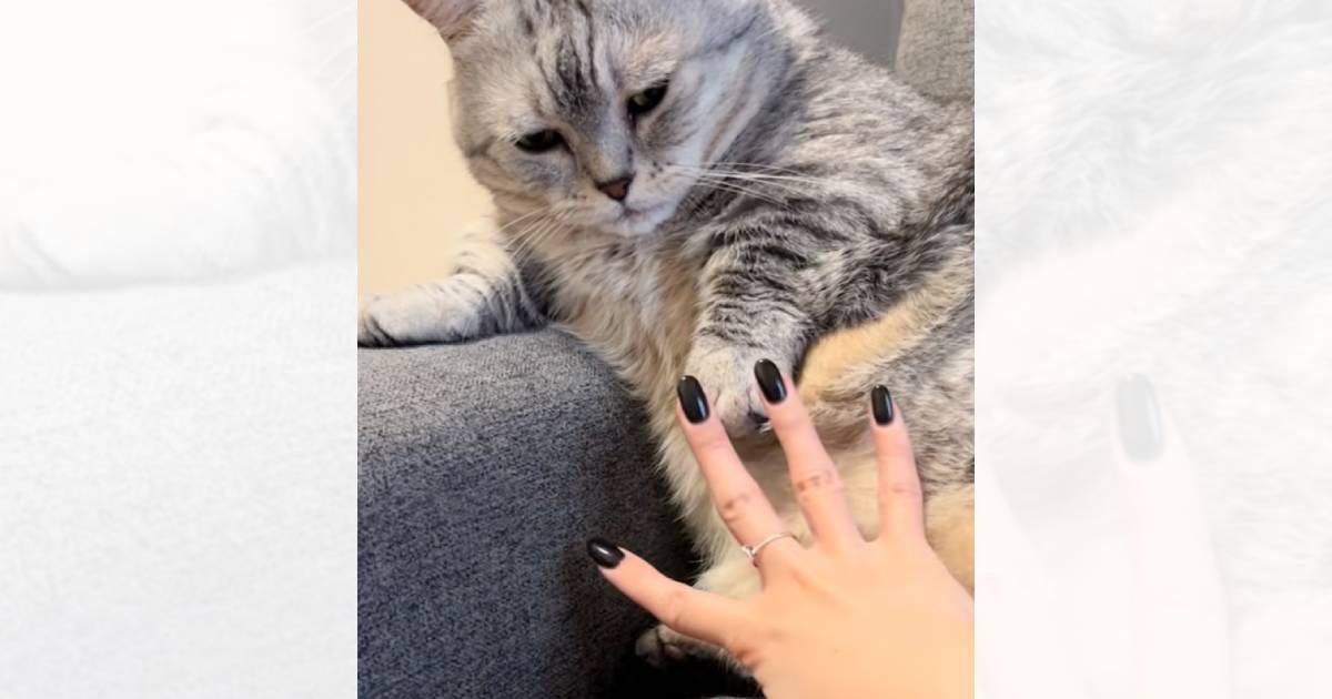 手を広げて『パー』をした猫→ママも真似して手を広げたら…まさかの『幸せすぎるやり取り』が151万再生「混ざりたい」「キュンキュンした」