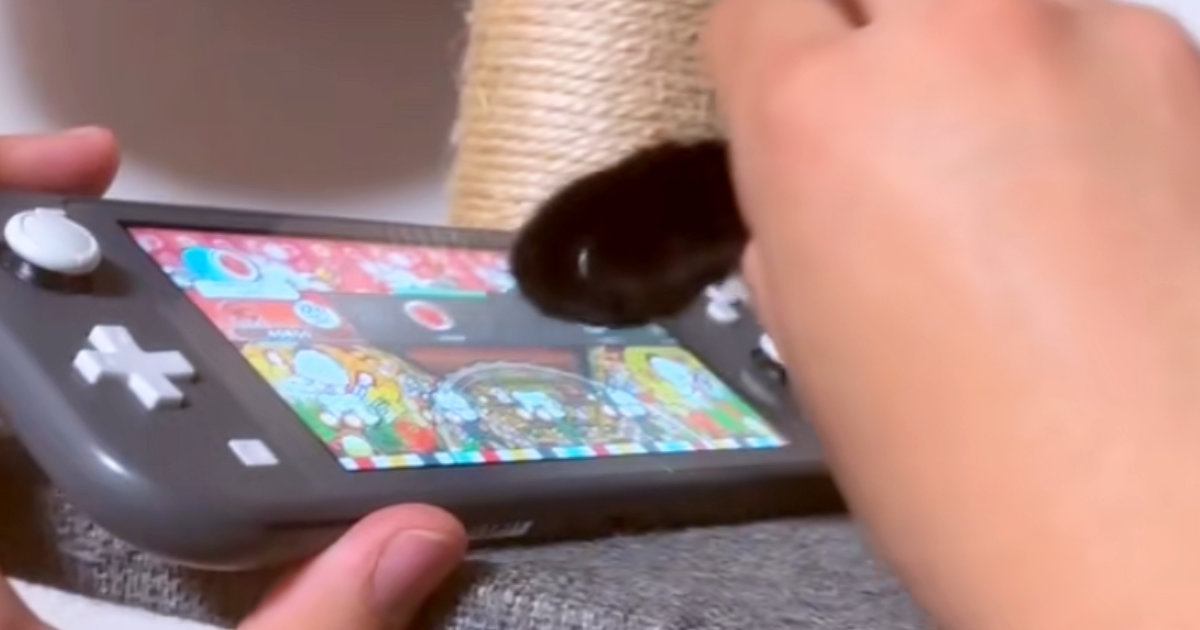 黒猫の手を借りて『太鼓の達人』をプレイしてみた結果…シュールすぎて笑える光景が35万再生「表情が可愛すぎるｗ」「ガチで借りてる」