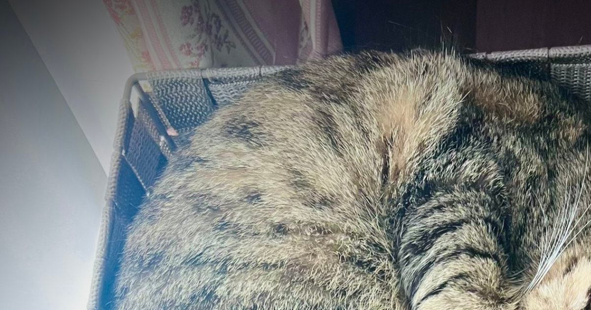 箱でくつろぐのが好きな2匹の猫→ふと見たら、『同じポーズ』で…悶絶級の『尊すぎる光景』が15万表示「コピペｗ」「シンクロナイズド睡眠」