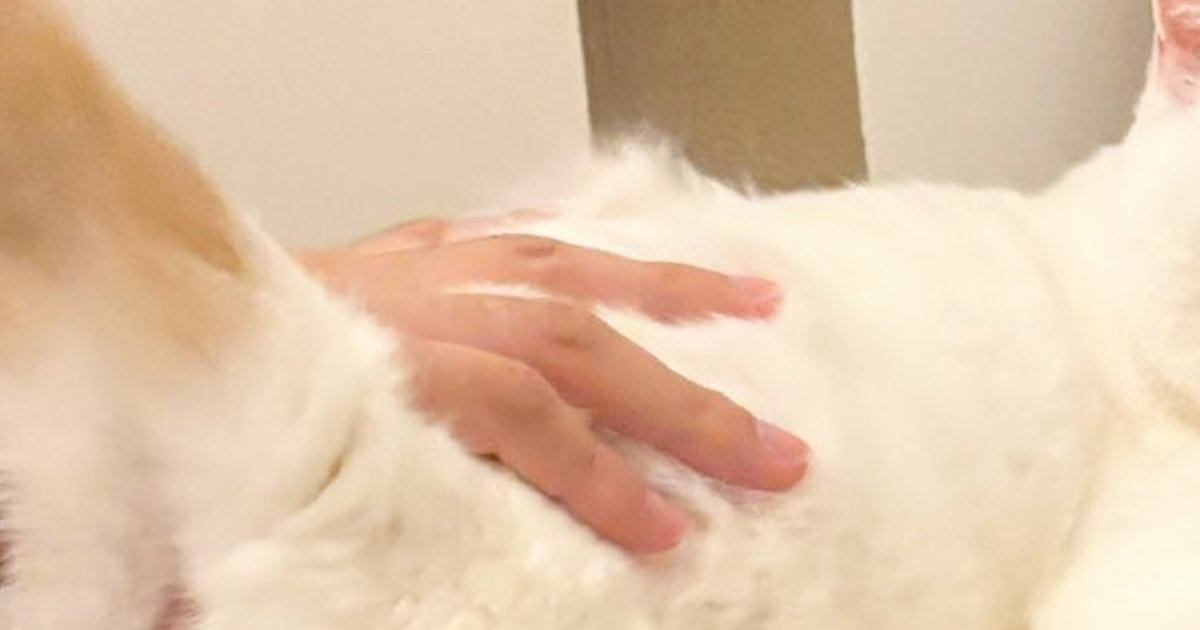 撫でてほしくて飼い主におしりを向けていた猫→『表情』を見ると…可愛すぎる光景に２万いいね「最高にいい顔してる」「たまんないｗ」