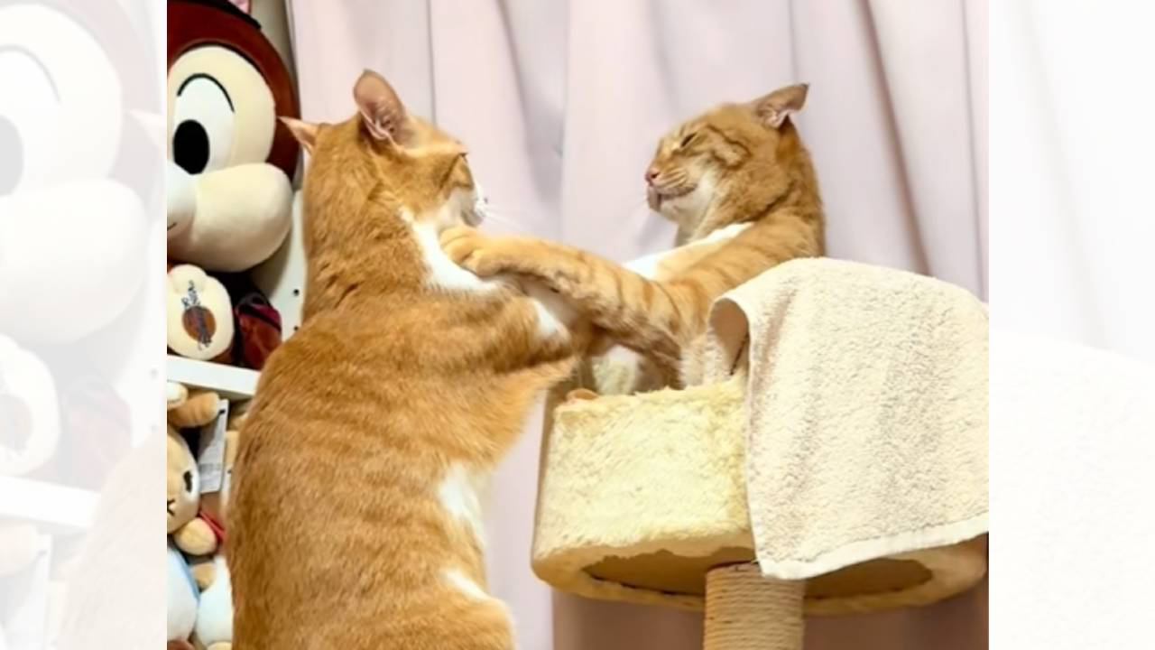 『喧嘩慣れしていない猫2匹』が争った結果…とんでもなく『弱弱しいパンチの打ち合い』に爆笑の声「目を閉じてｗｗ」「お互いビビってて笑った」