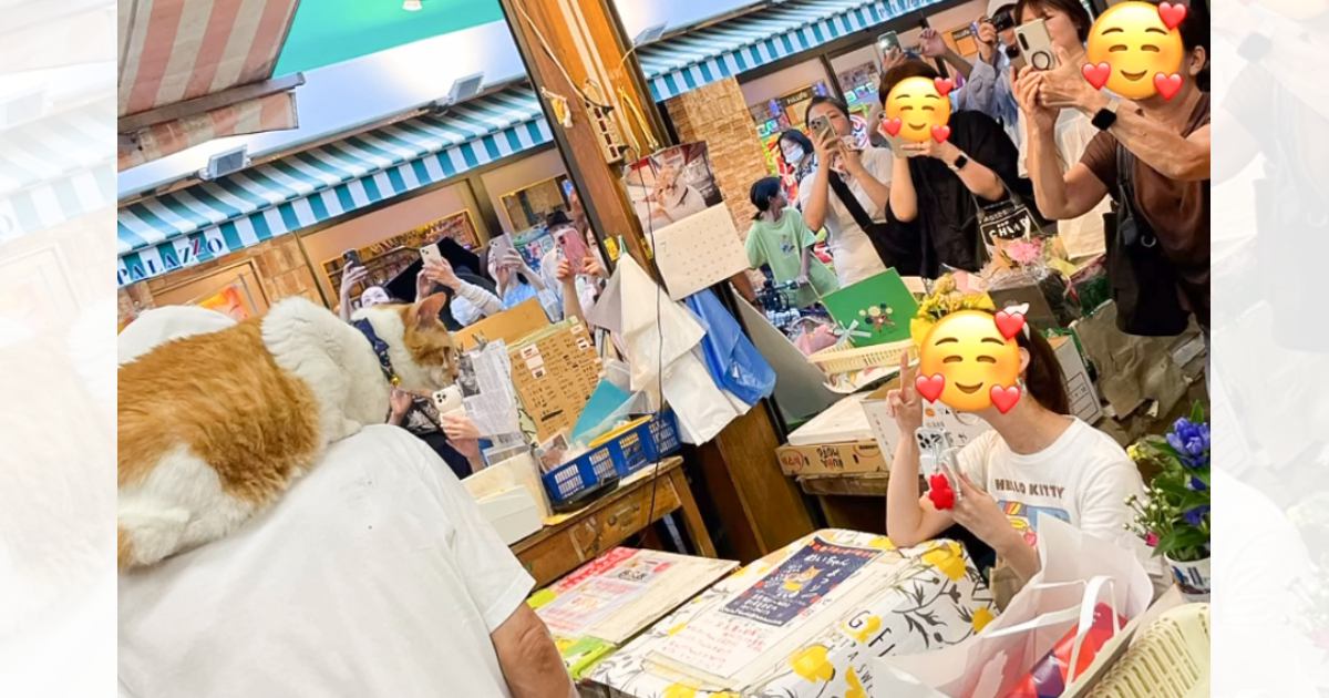 看板猫の店長が『引退日を迎えた』結果…予想以上の『別れを惜しむ声』が殺到「長い間ご苦労様でした」「またね」と感謝の声続々