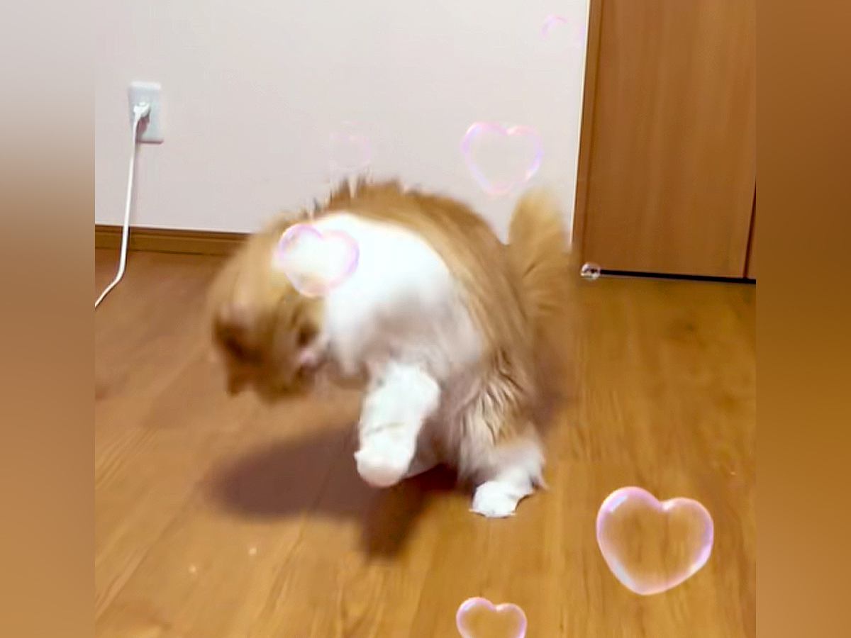 おもちゃを投げると、ネコが後ろから飛び込んできて…思いもよらない『まさかの動き』に「お手々ブンブンｗｗｗ」「楽しそうでかわいい」と反響