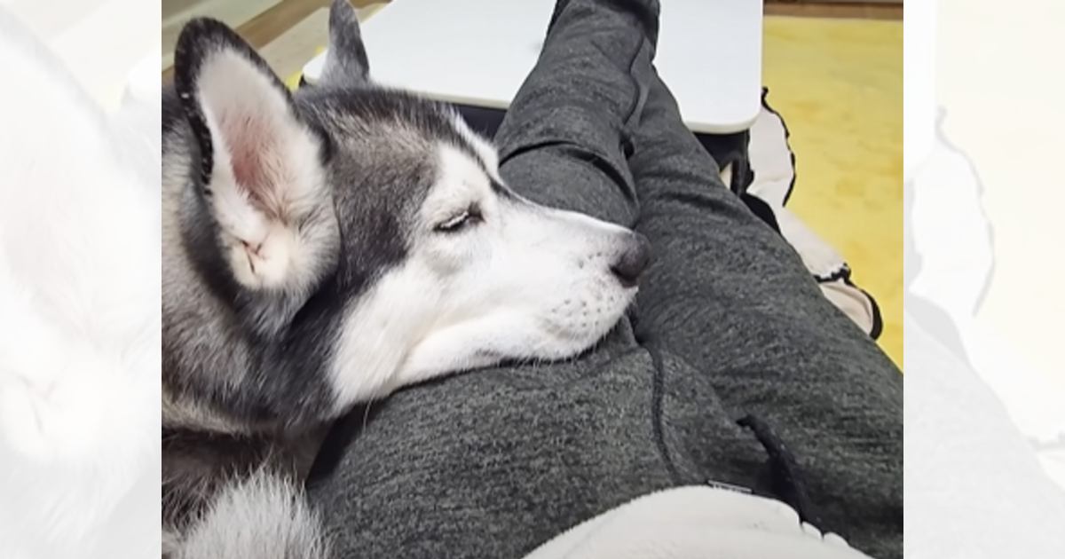 お昼寝している『ハスキー犬』を見ていたら、横から『猫』が…とんでもなく尊い瞬間が10万再生「愛が溢れてて感動した」「ずっと見ていられる」