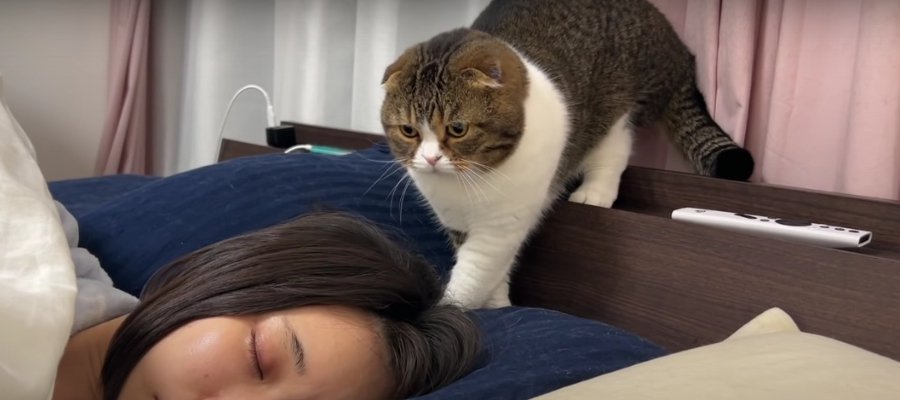 飼い主さんを起こす猫くん！ママさん、パパさんで違う！？