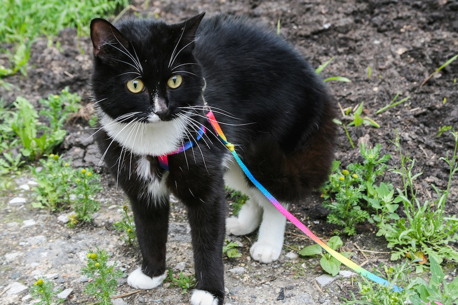 運動不足やストレス発散に！猫ちゃんとお散歩に行ってみよう！