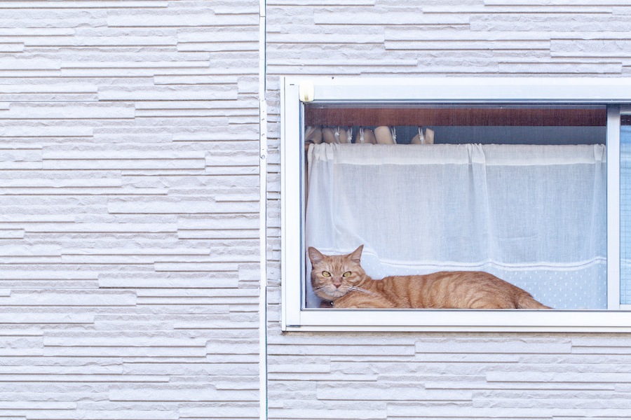 猫にお留守番をさせる時にしておく９つのこと