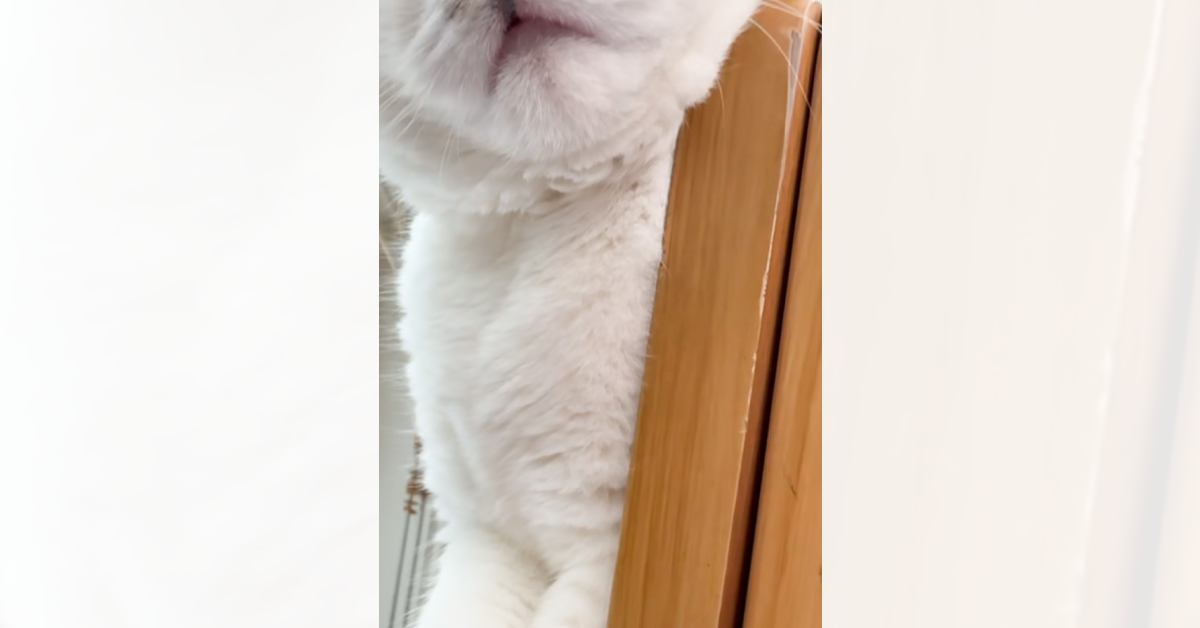 気持ちよさそうに眠る猫の『顔』を見たら…想像を超えてくる『衝撃的な表情』に爆笑の声「ホラーｗ」「可愛い寝顔を期待したらｗ」と34万再生