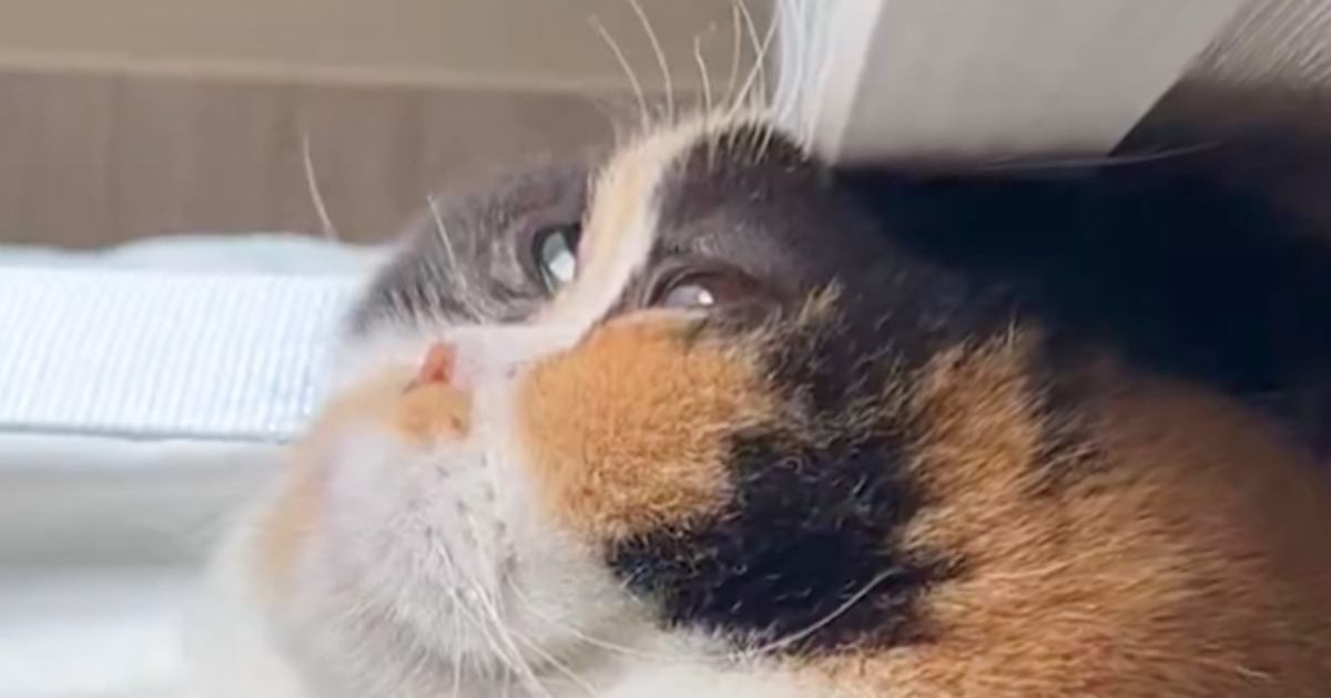 『頭押しつけすぎでは…』窓際にいる猫を見てみると→爆笑必至の光景が171万表示「ちょっと心配になるレベル」「カレイみたいｗ」