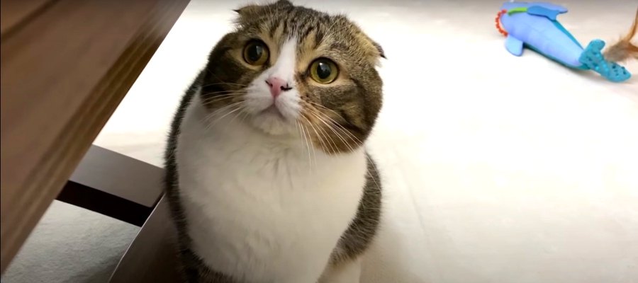 『どこにも行かないで！』飼い主さんのそばを離れない猫さんたち